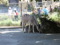 ZOO-Viden 048.JPG